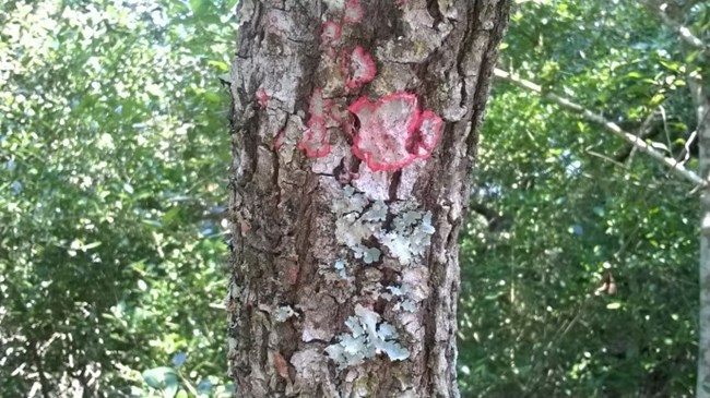 Colorful lichens on bark of tree