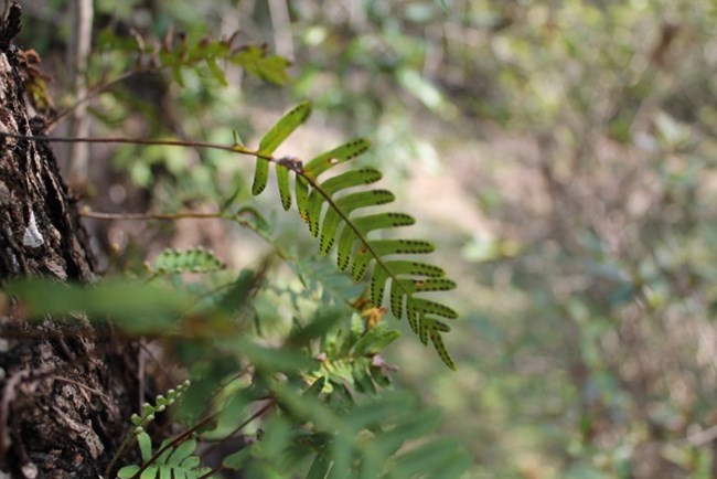 Underside of fern frond with sori visible
