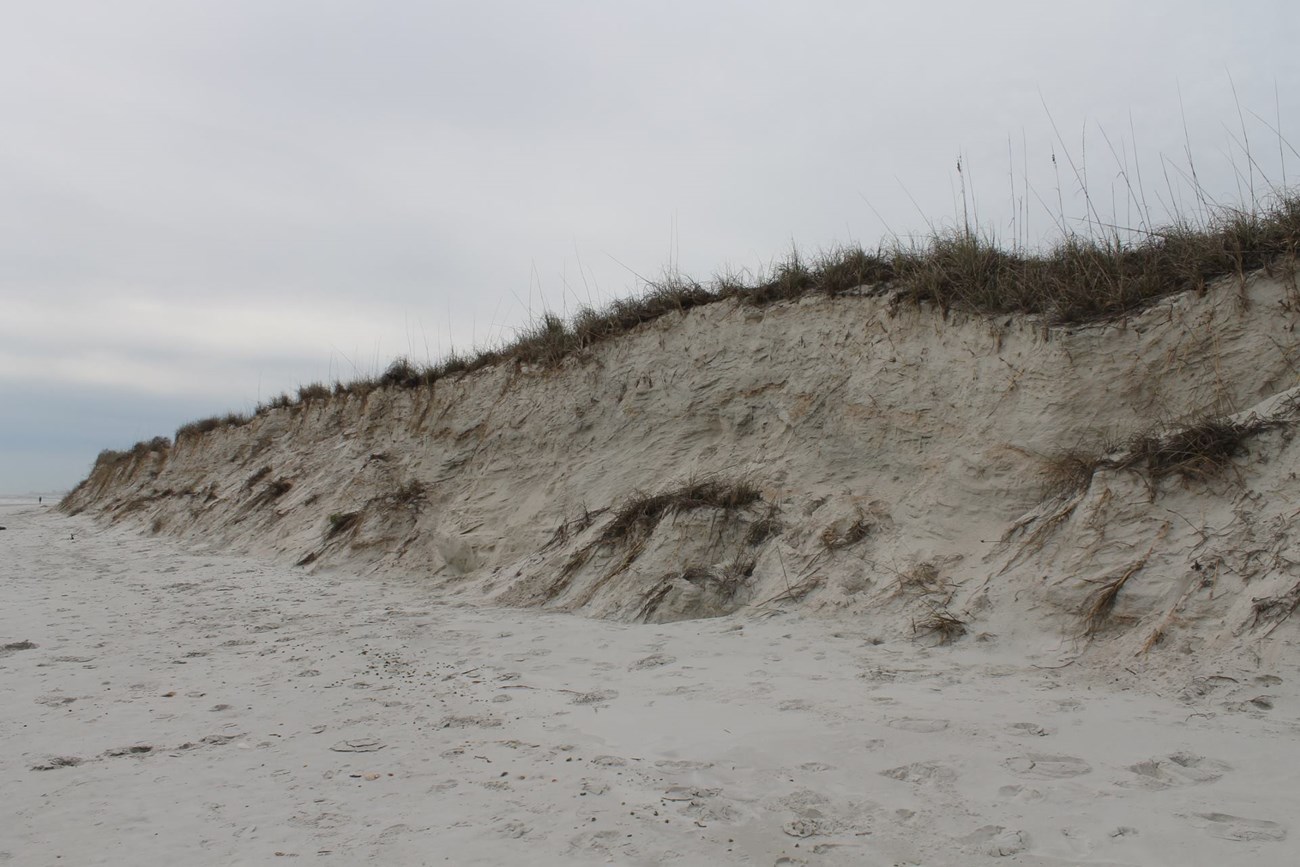 Close-up of eroded dunes along the Matanzas Ocean Beach.