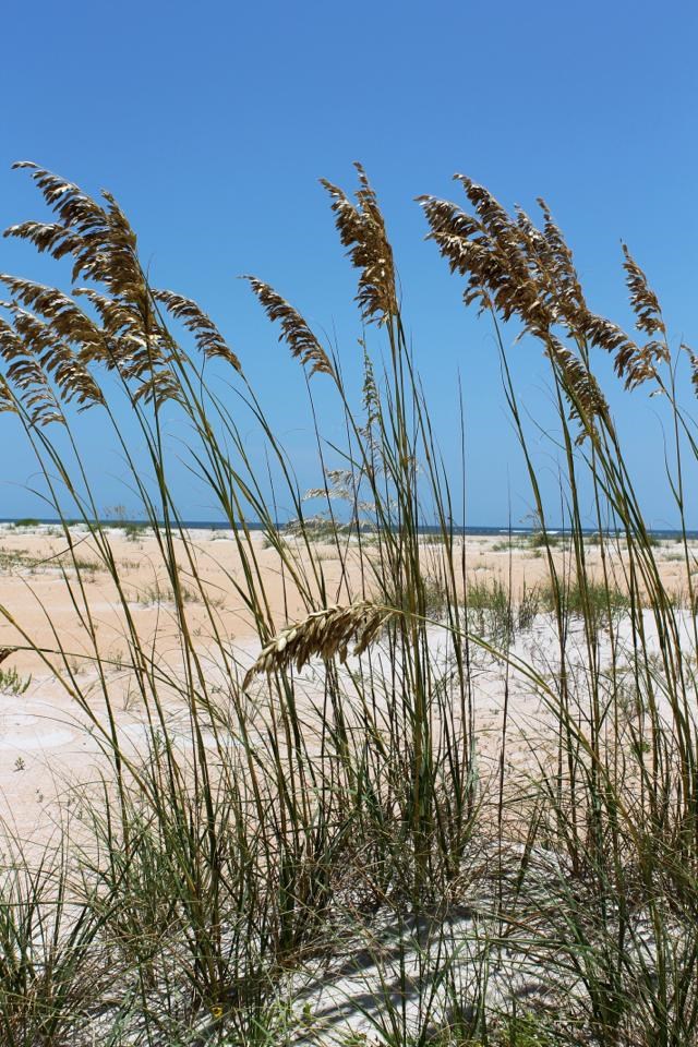 Close-up of Sea Oats at Fort Matanzas.