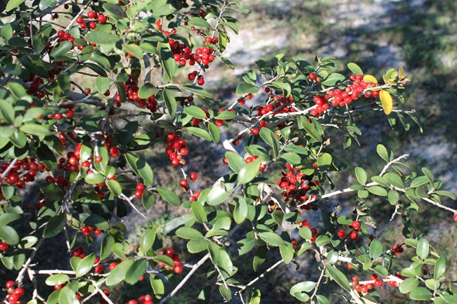 Red Yaupon Holly Berries