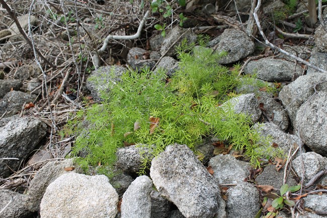 Asparagus Fern