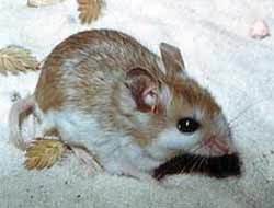 Anastasia Island Beach Mouse