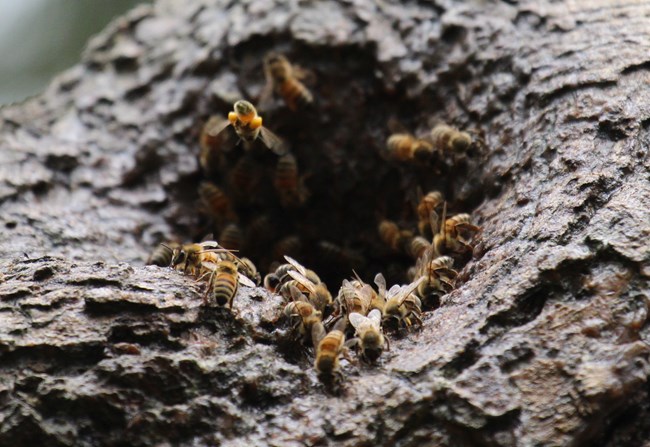 Several bees walking on and flying around an oak tree