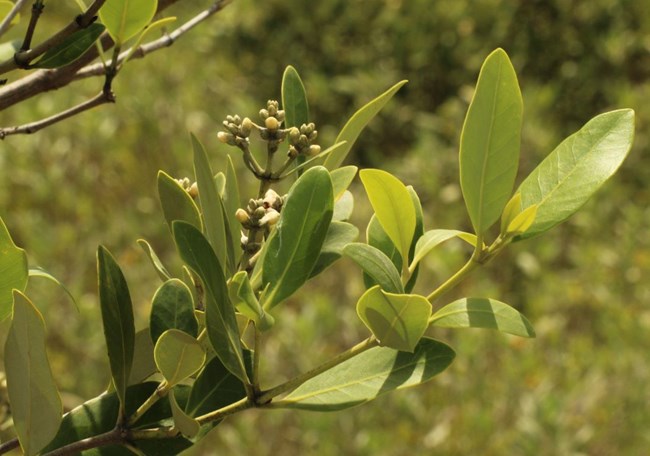 Black Mangrove