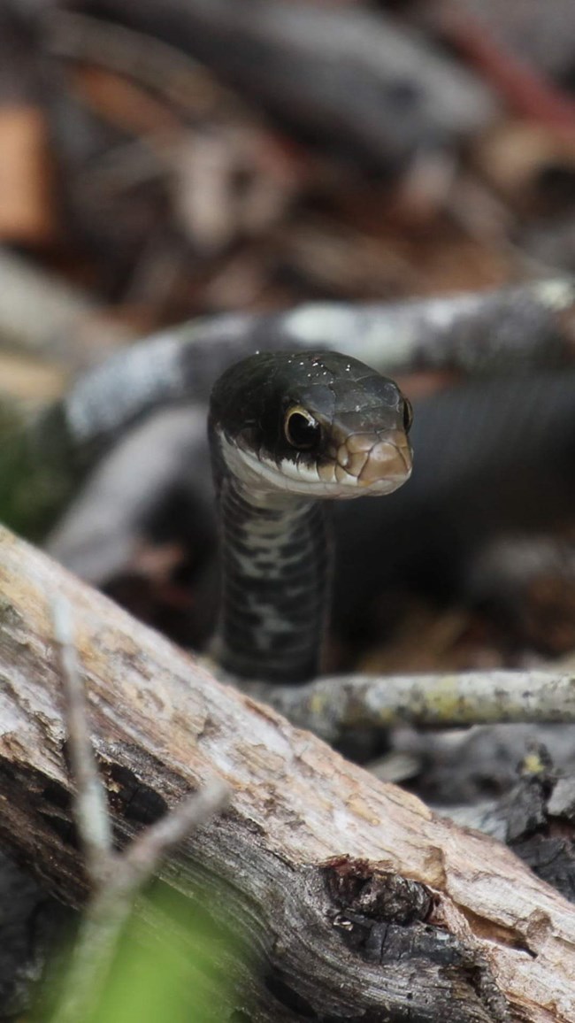 snake head looking up, next to a dead branch