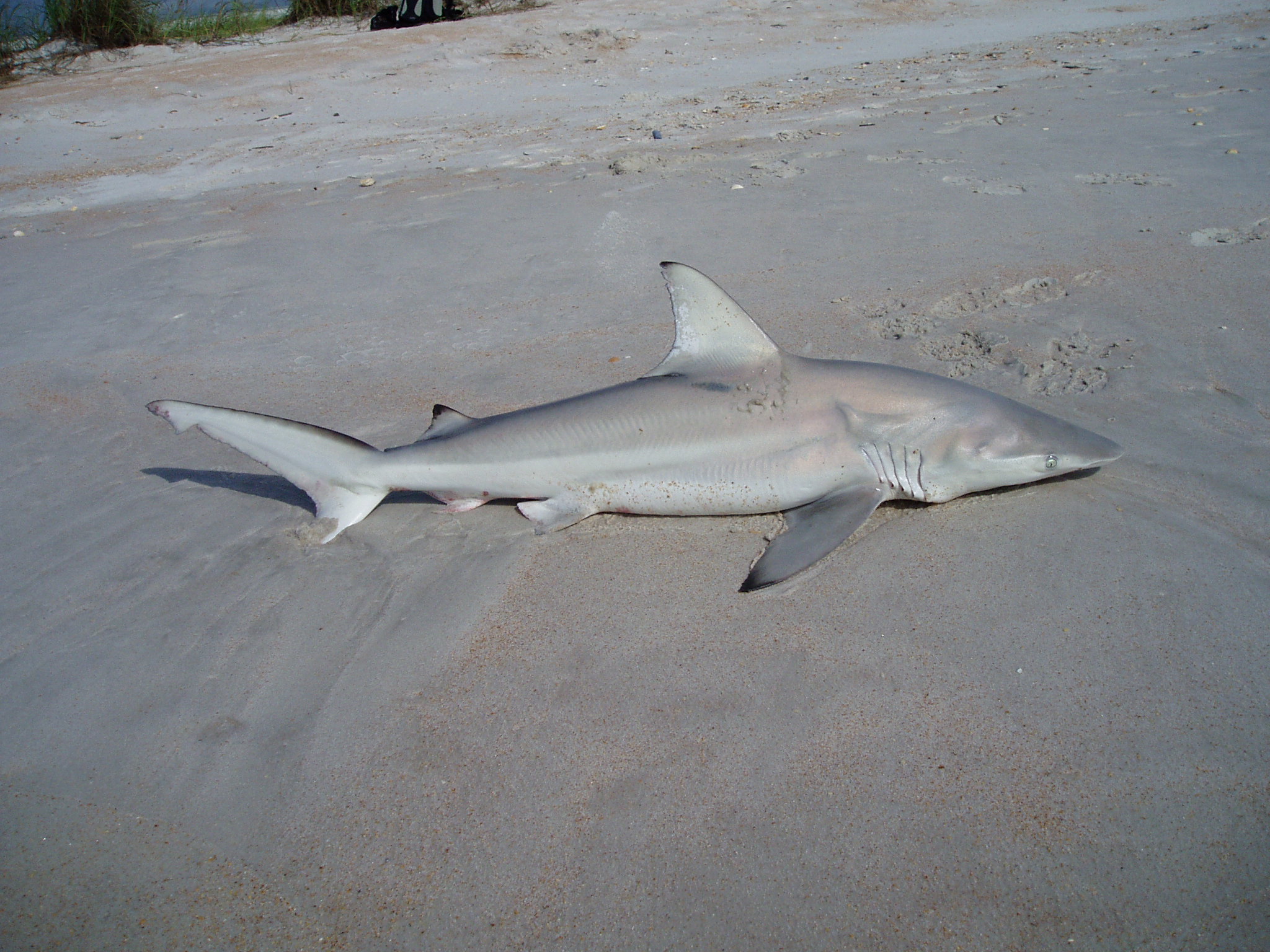 sharks-fort-matanzas-national-monument-u-s-national-park-service