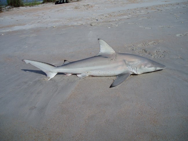 Shark out of the water up on the beach