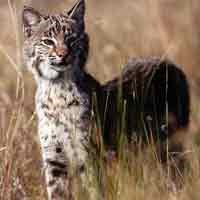 Fort Matanzas National Monument provides habitat for preditors like the bobcat.