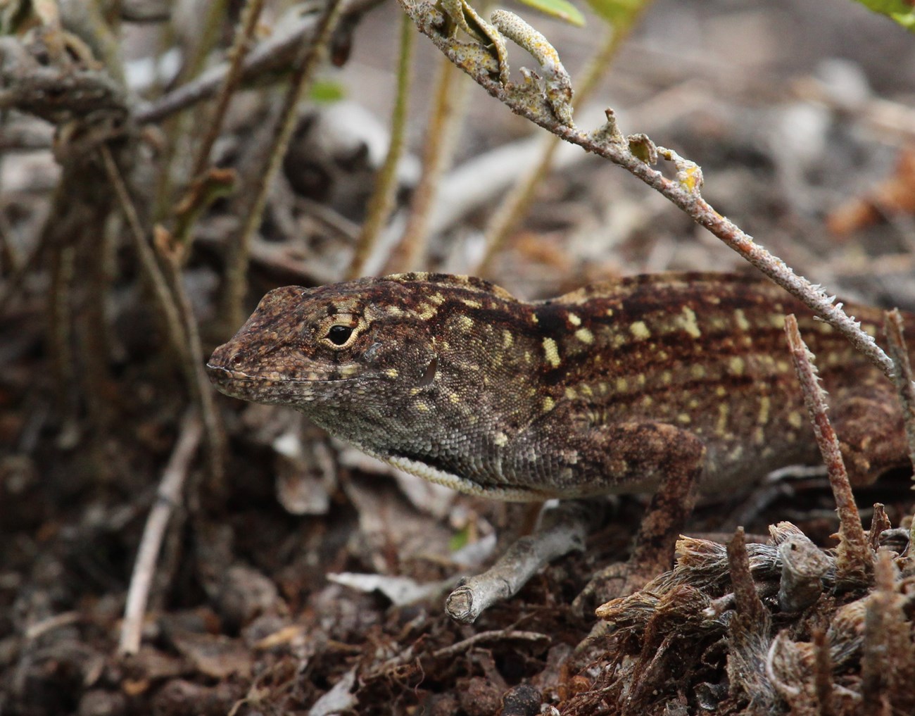 Brown Anole