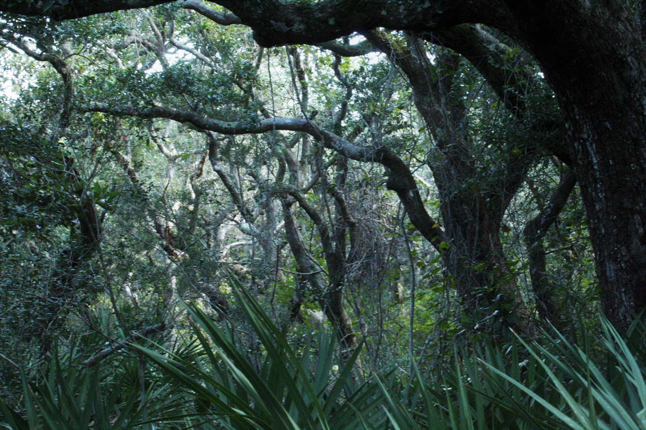 Coastal Hammock Forest