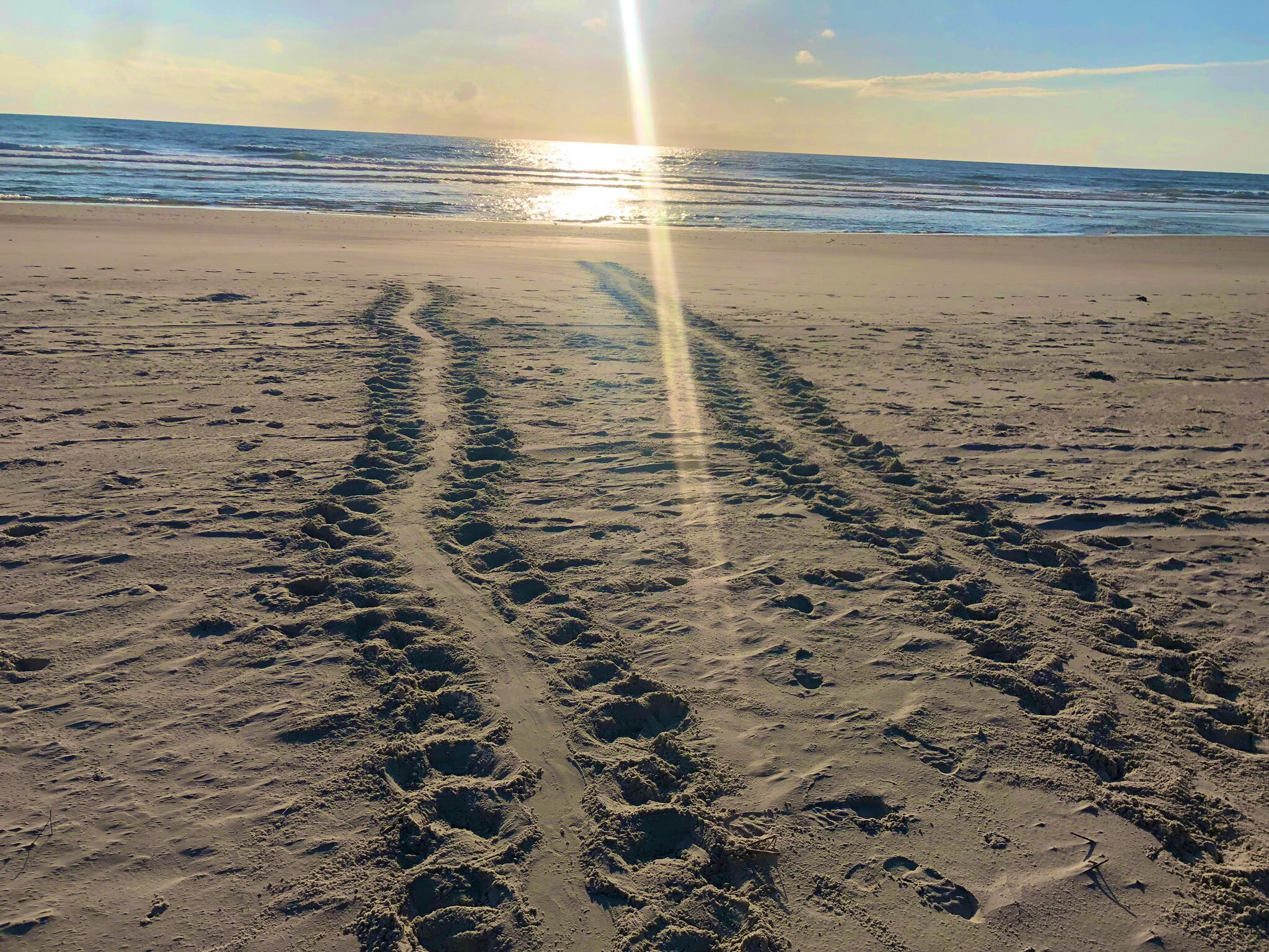 Sea Turtle Tracks