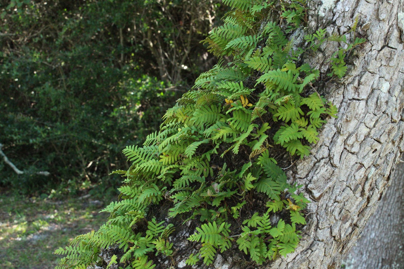 Ferns