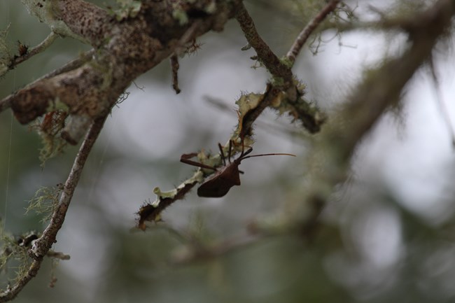 Brown bug climbing on a small tree branch