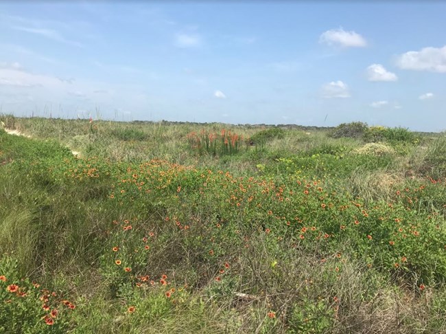 Flower Field