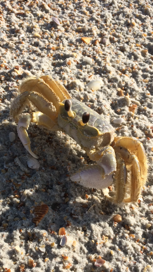 Crab nearly the same color of the yellow and gray sand