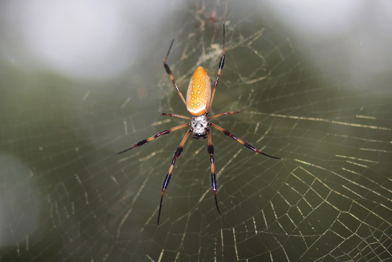 Golden Silk Spider