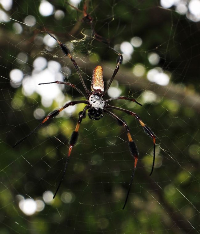 Black-legged Golden Silk Orb-web spider