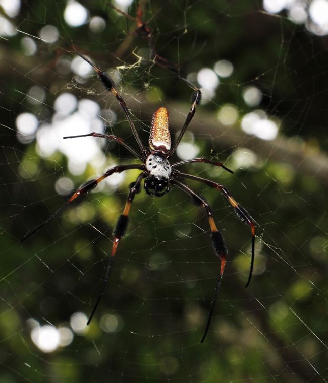 Golden Silk Spider up close