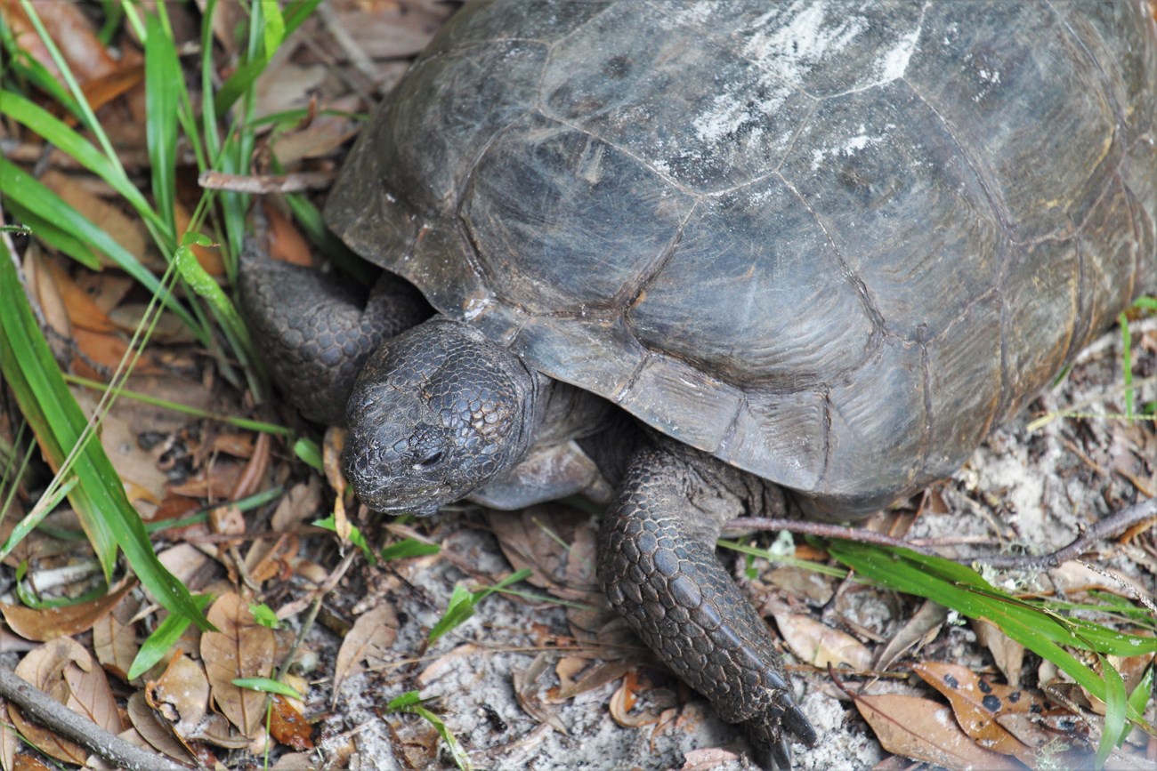 Gopher tortoise