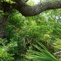 The hardwood hammock is one of the mosaic of habitats at Fort Matanzas National Monument.