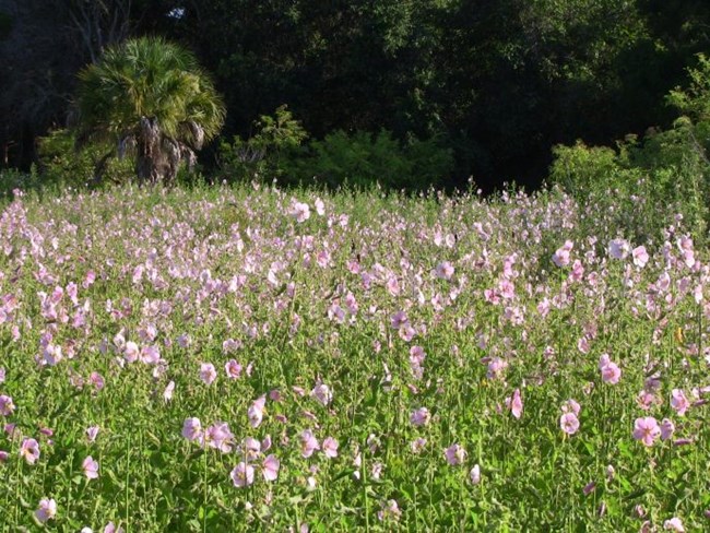 Pink saltmarsh mallow growing in profusion in a hydric depression on Anastasia Island