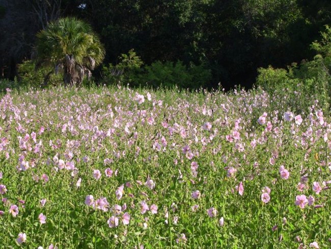 Pink saltmarsh mallow growing in profusion in a hydric depression on Anastasia Island Pink saltmarsh mallow growing in profusion in a hydric depression on Anastasia Island