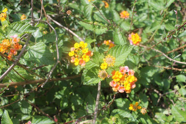 Lantana