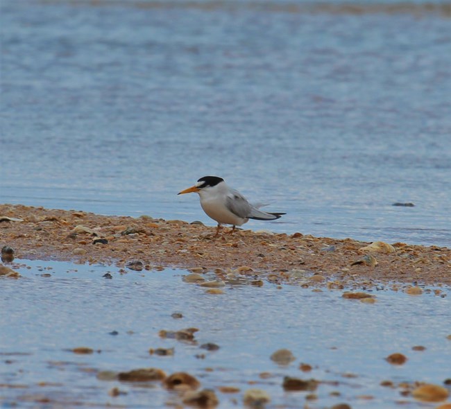 Least Tern standing on the beach