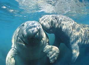 Manatee