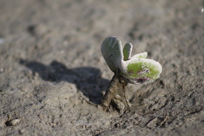 Mangrove Sapling starting to grow from mud