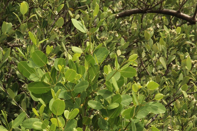 Large grouping of mangrove shrubs