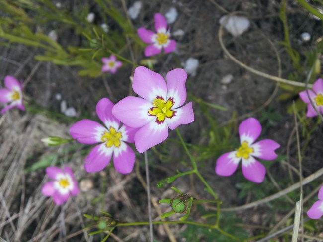 Marsh Pink Flowers Wildflowers