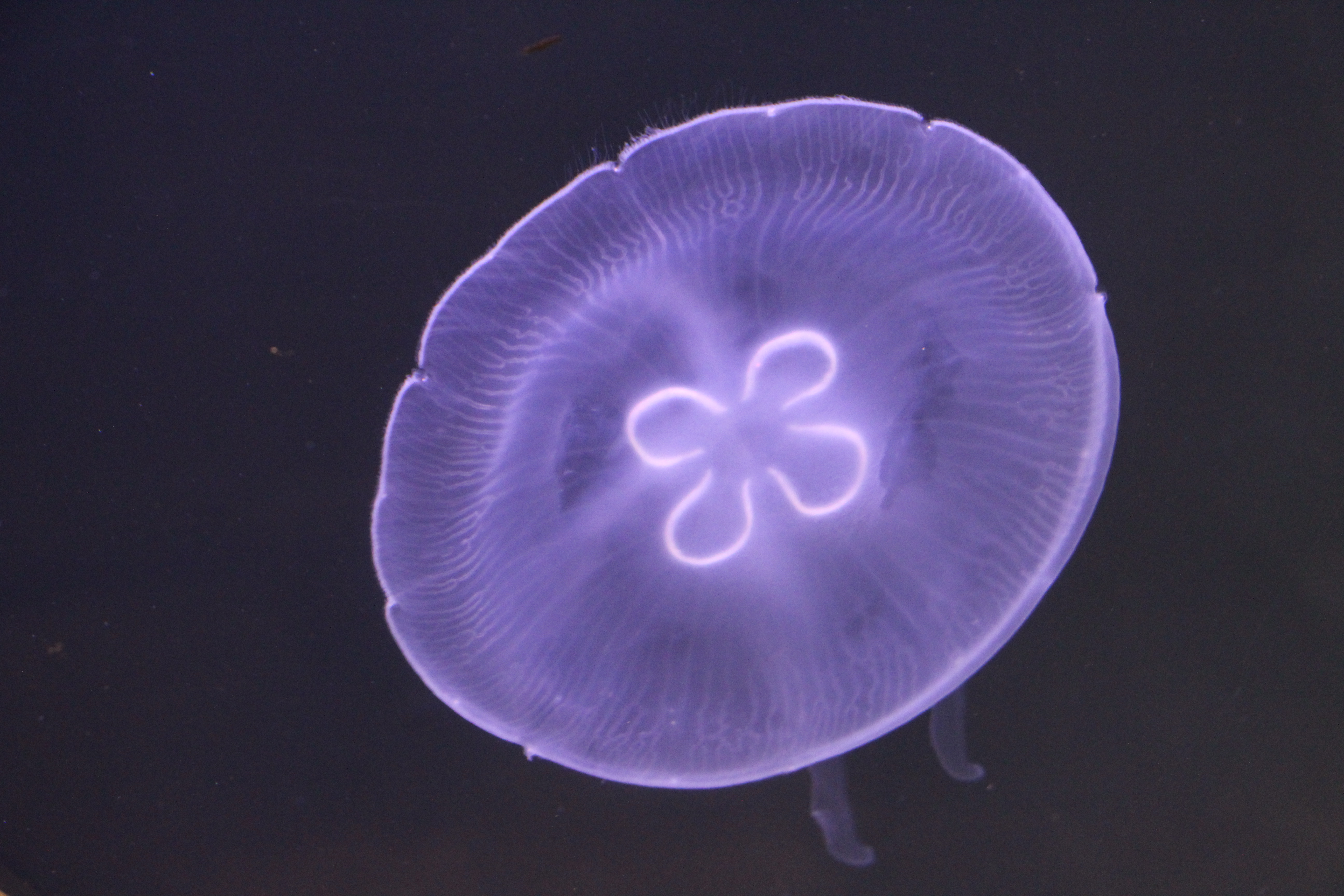 Jellyfish - Fort Matanzas National Monument (U.S. National Park Service)