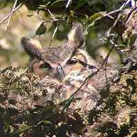 In 2003 a Great Horned Owl nested in a tree behind the visitor center.