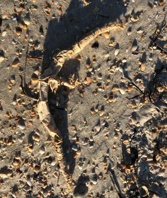 Parchment Tube Worm