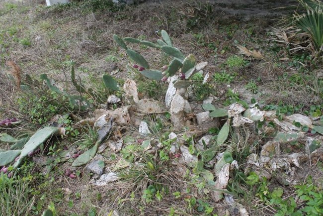Prickly pear cactus with white, shriveled pads due to cactus moth caterpillars.