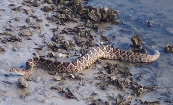 Rattlesnake moving over a oyster bed