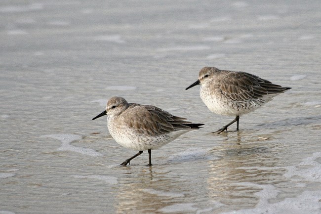 Two gray/white birds running on wet beach