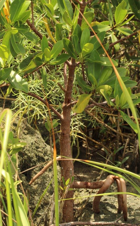 Red Mangrove in mud