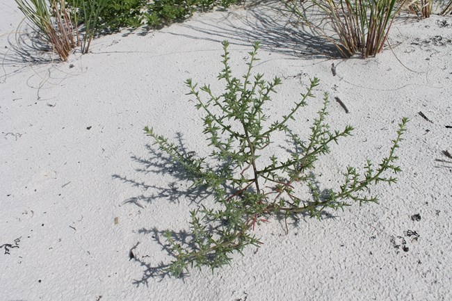 Russian Thistle
