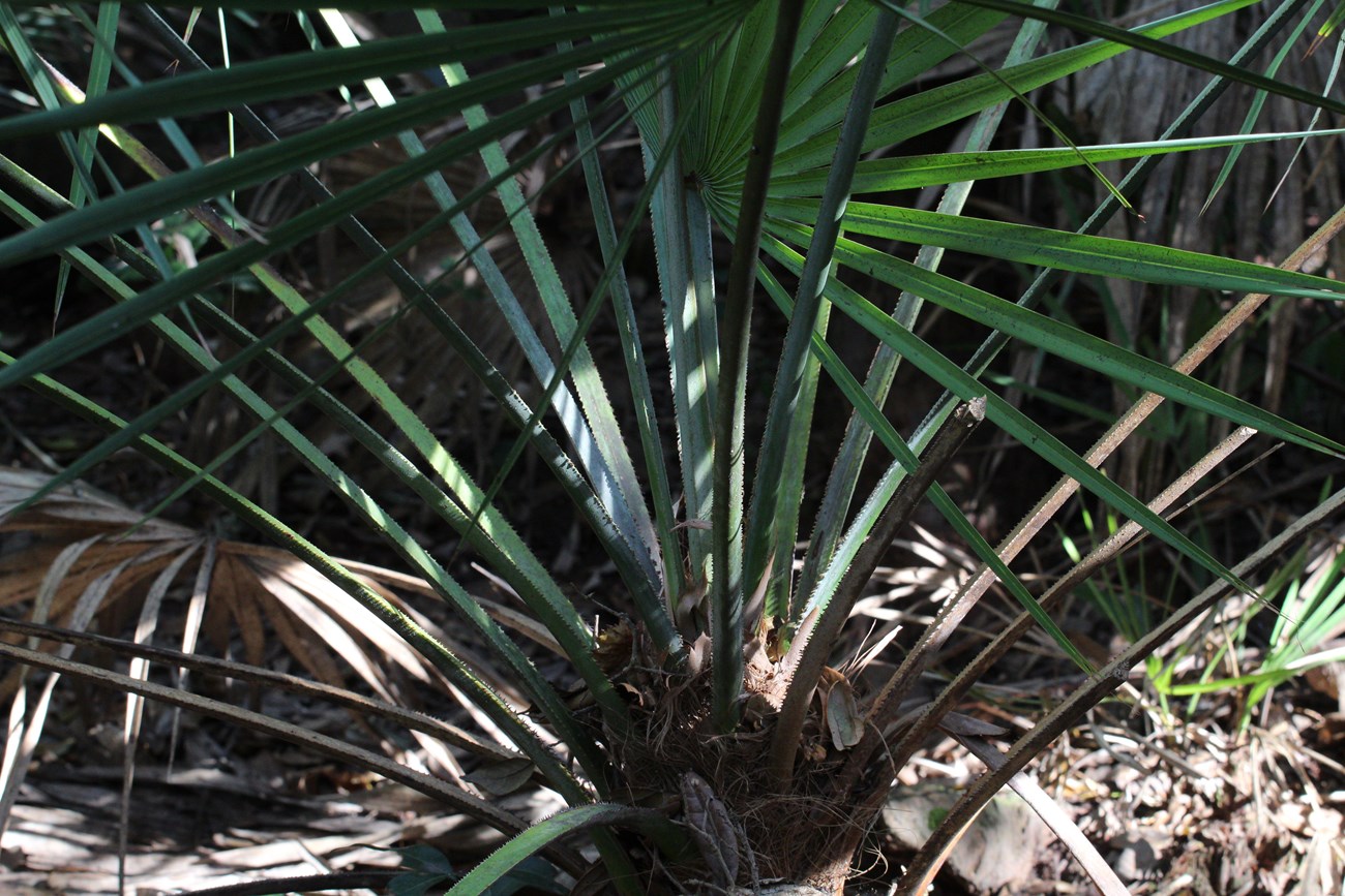 Saw Palmetto