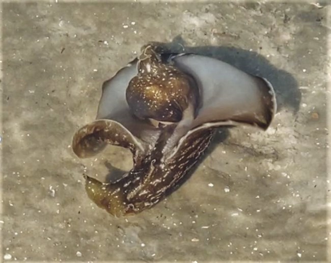 Sea Hare swimming in shallow water