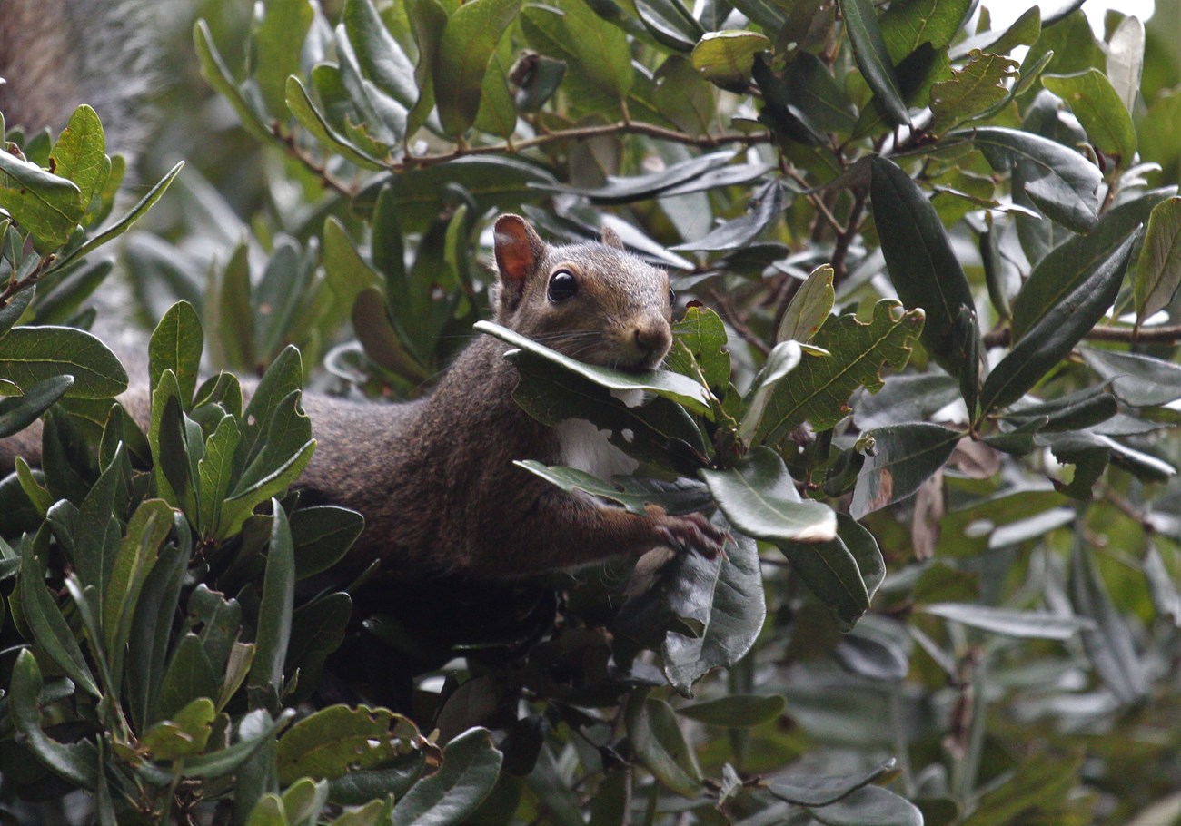 Squirrel in Tree