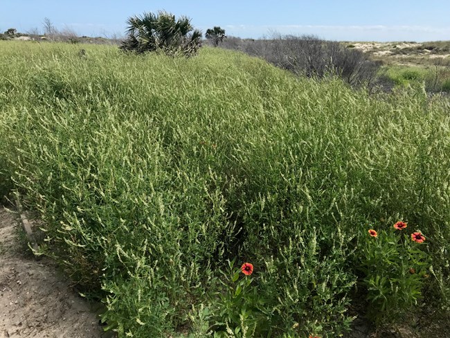 Sweetclover