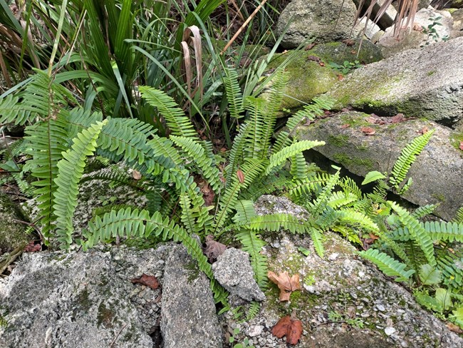 Swordfern