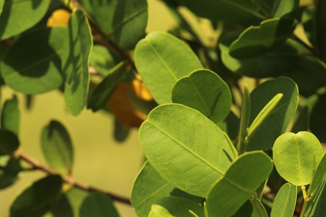 Close up of the light green leaves