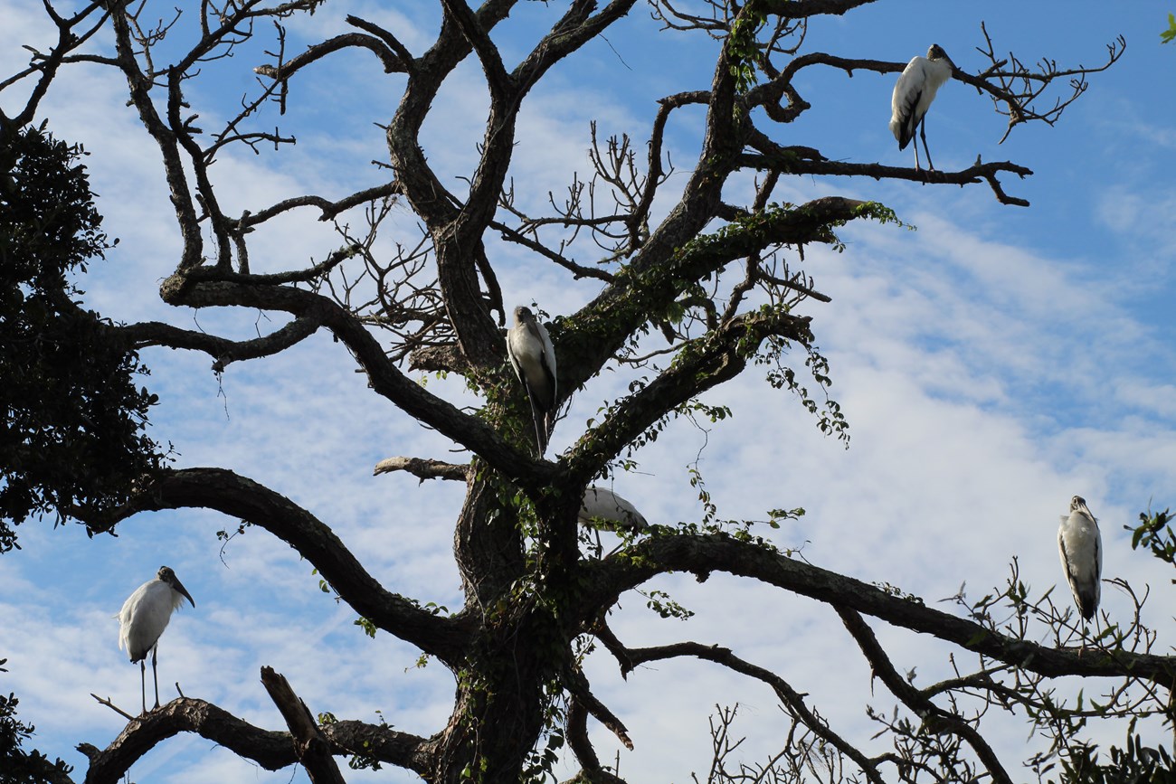Wood Storks in a tree