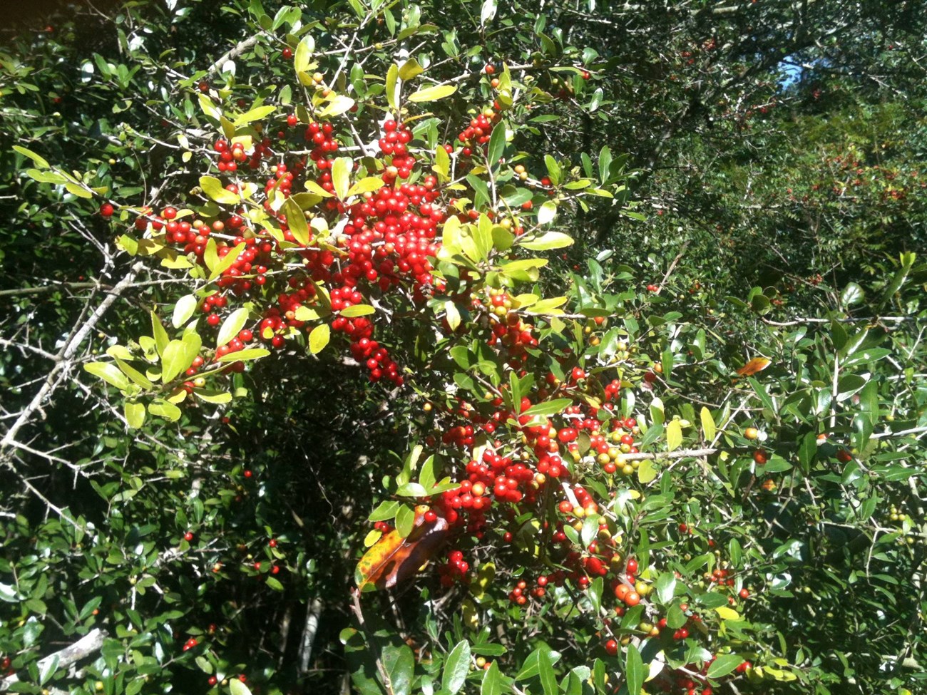 Yaupon Holly