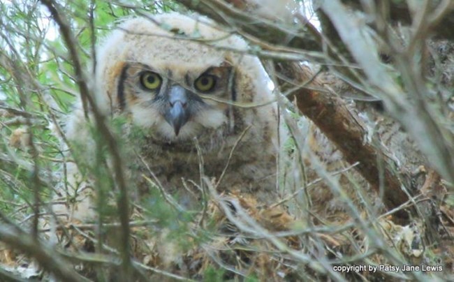 A juvenile great horned owl peers out from its nest in the trees.